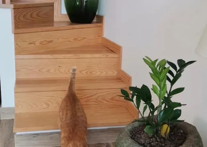 Casa Cucas Feriehus *